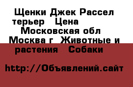 Щенки Джек Рассел терьер › Цена ­ 20 000 - Московская обл., Москва г. Животные и растения » Собаки   